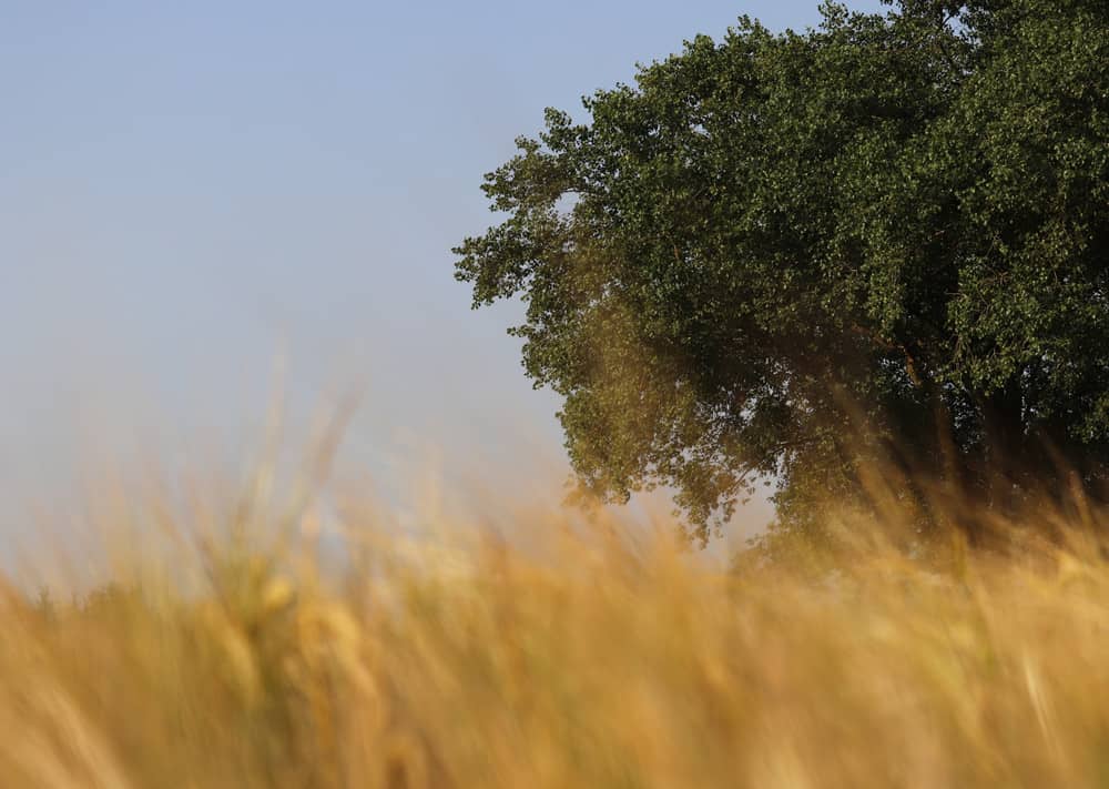 Corn field