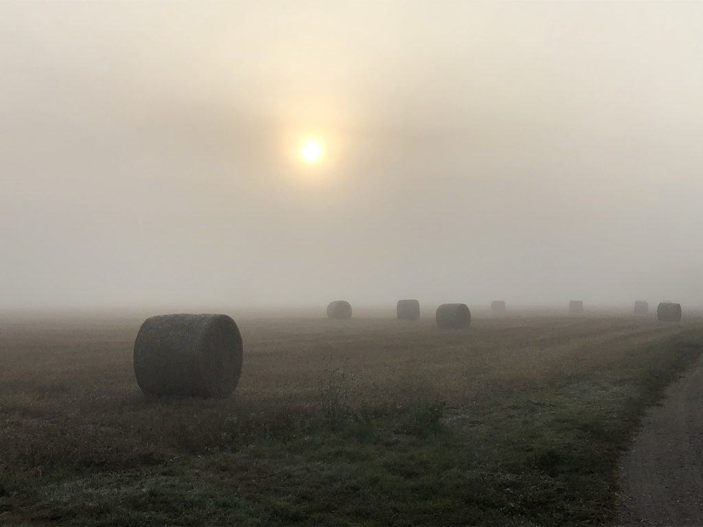 Hay bales in East Capel