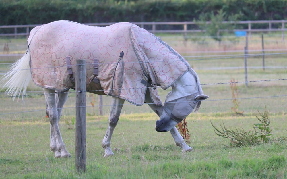 Horse in a field