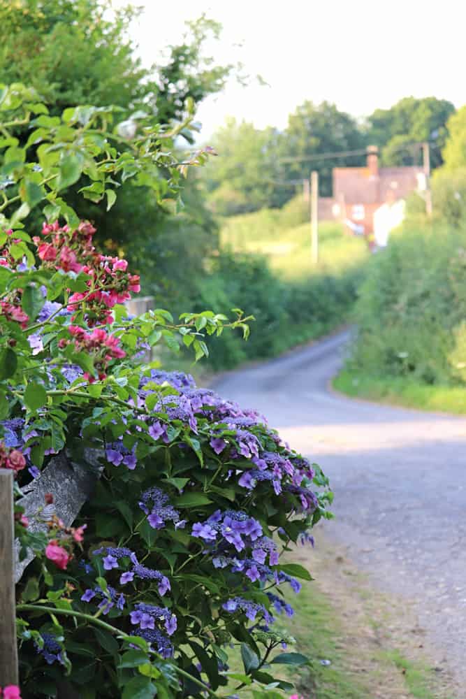 Sherenden Road Flowers