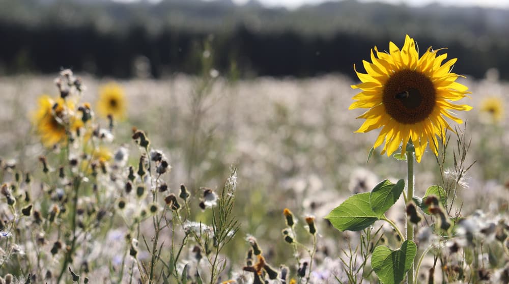 Sunflowers